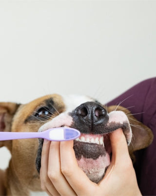 Tandkräm för hundar med kokosnöt och banan neutraliserar lukt och tar bort tandsten Auna For Fauna 30 ml - 2