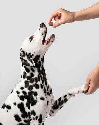 Probiotics for Dogs kompletteringsfoder för hundar för matsmältning, mag-tarmkanal och immunförsvar Oggo 180 g - 6