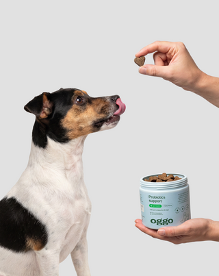 Probiotics for Dogs kompletteringsfoder för hundar för matsmältning, mag-tarmkanal och immunförsvar Oggo 180 g - 2