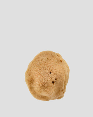 Naturlig brun havssvamp 9,5 cm 02F hypoallergen och antibakteriell Hhuumm_3 - 3