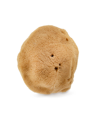 Naturlig havssvamp brun 9,5 cm 02F allergivänlig och antibakteriell Hhuumm - 3
